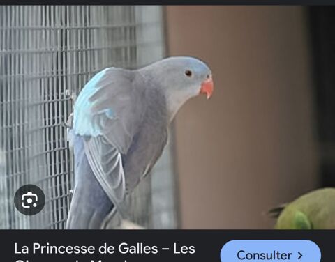Perruche alexandra/Princesse de galle 120 13480 Cabris