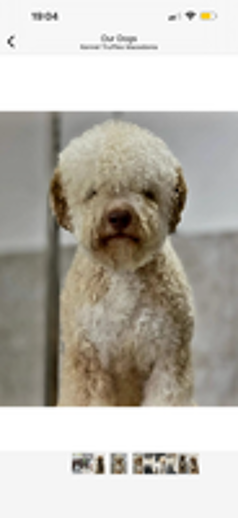   Lagotta chiots lof  