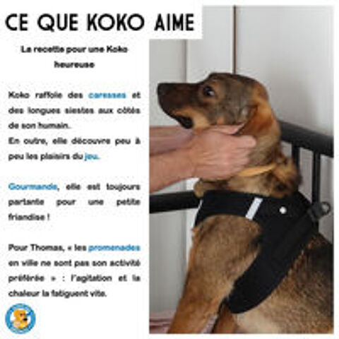   KOKO SE TROUVE ACTUELLEMENT EN FAMILLE D'ACCUEIL SUR PARIS 