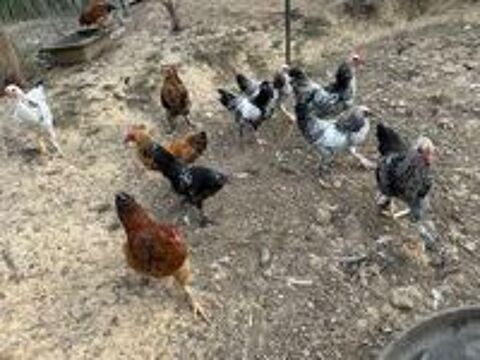   Coq 