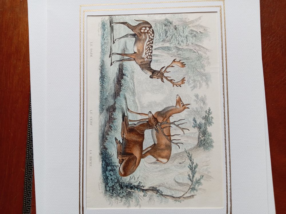  MAMMIFERES 52 GRAVURES ORIGINALES DE BUFFON DE 1839
