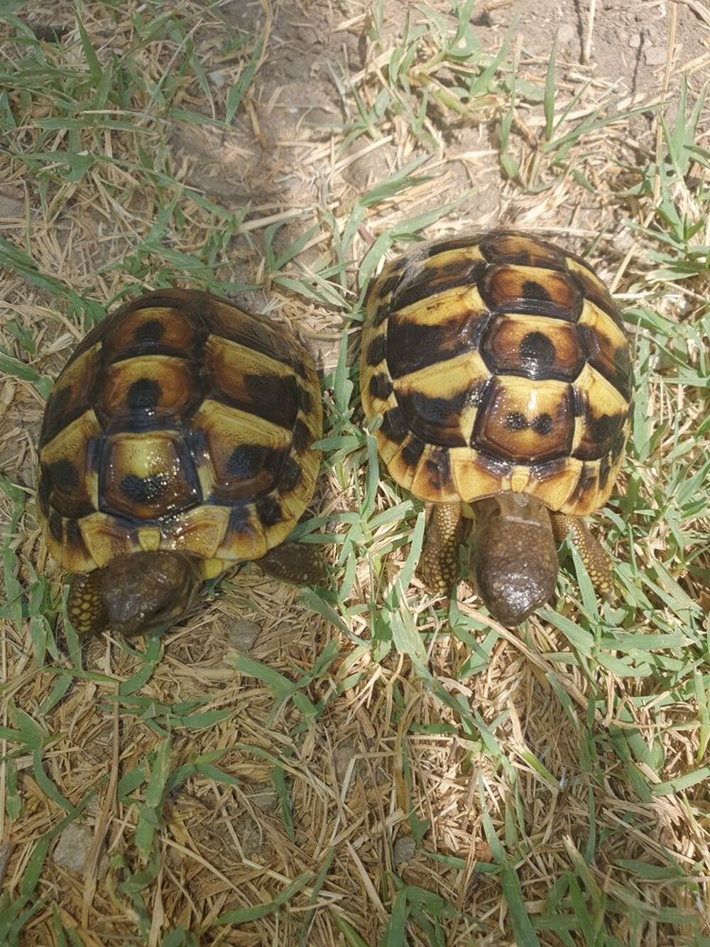   Bb tortues 