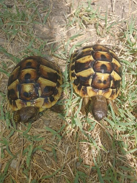 Bb tortues 35 34560 Montbazin