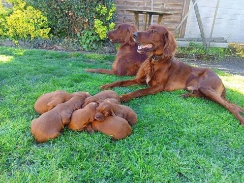 Magnifiques chiots setters irlandais 1000 79400 Saint-maixent-l'cole