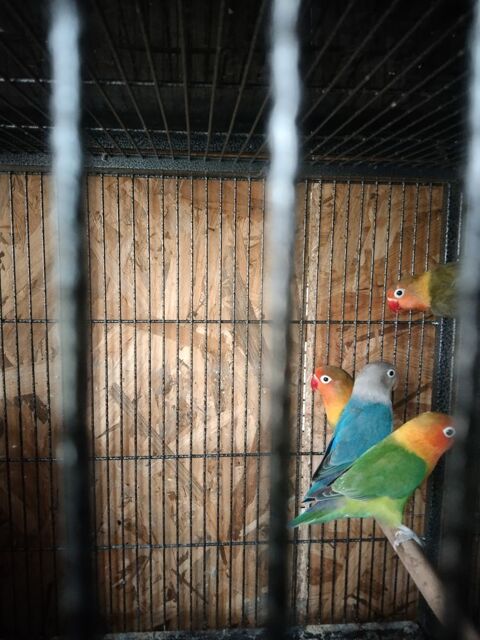 Inseparable 35 93600 Aulnay-sous-bois