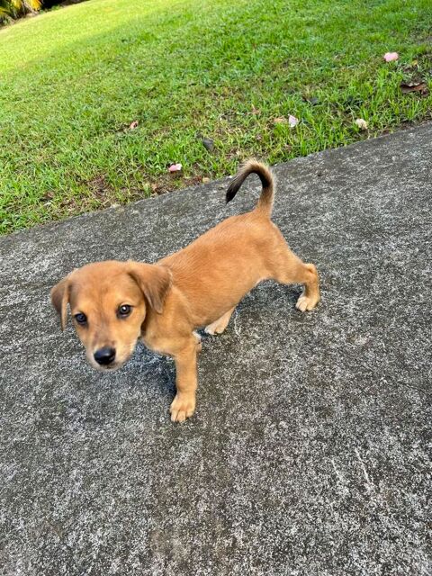 Loki, un toutou tout doux 350 55000 Bar-le-duc