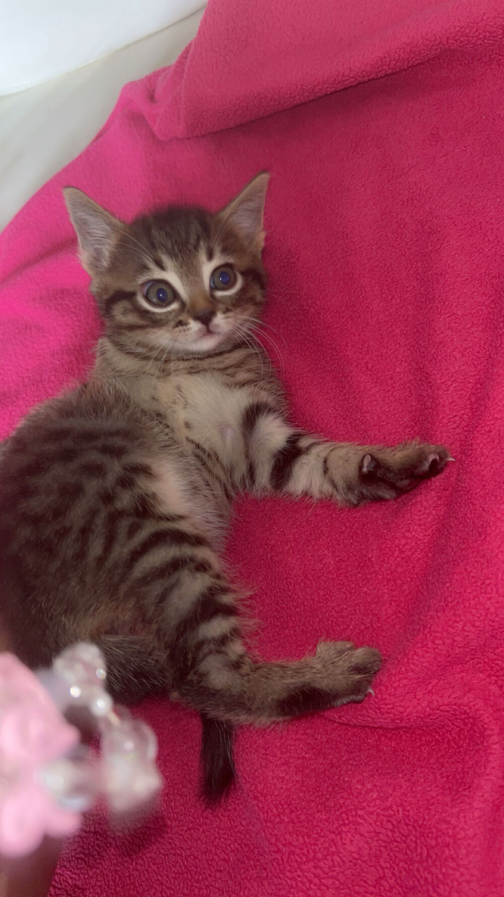 Chaton Jeux / jouets