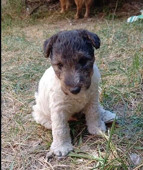 Chiot Fox-Terrier Poil Dur LOF 1300 05000 La rochette