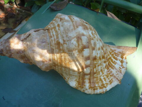 Colection Coquillage ,Minraux 20 Saint-Mdard-en-Jalles (33)