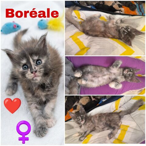 Maine coon LOOF  1550 77460 Souppes-sur-loing