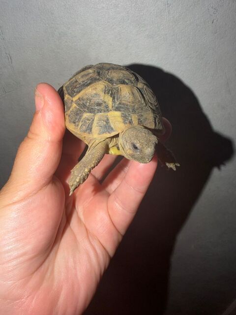 Femelle ou m&acirc;le tortue 100 95400 Villiers-le-bel