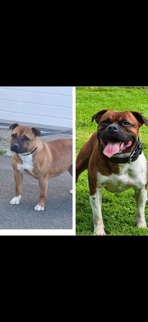 Chiots Staffordshire bull terrier,  Staffie , Staffy 1300 62650 Bourthes