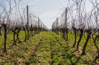  Terrain � vendre 51000 m� Beautiran