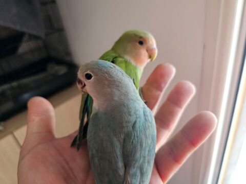 Ins&eacute;parables EAM 90 66740 Villelongue-dels-monts