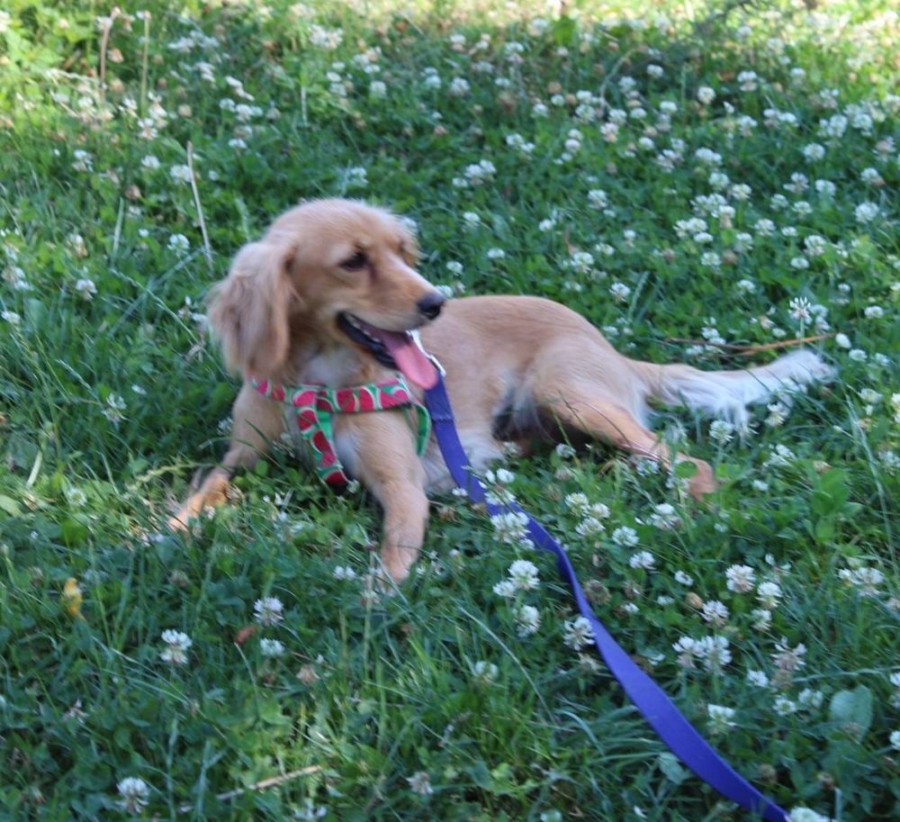   A L'ADOPTION AMELIE 