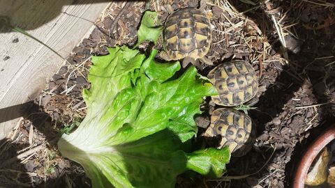 BB TORTUES Hérault 45 34560 Montbazin