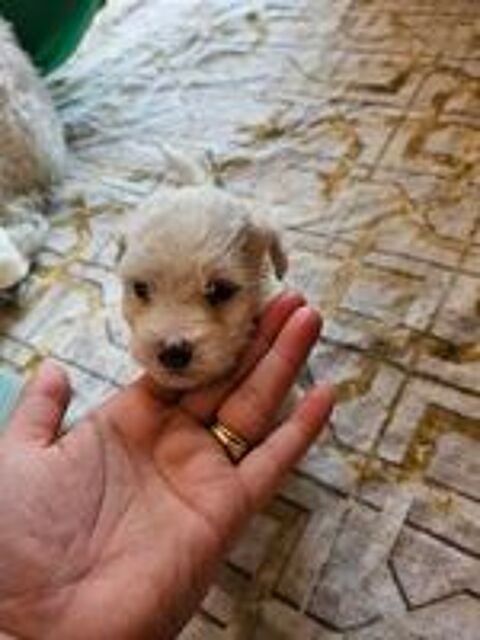   bichon maltais  