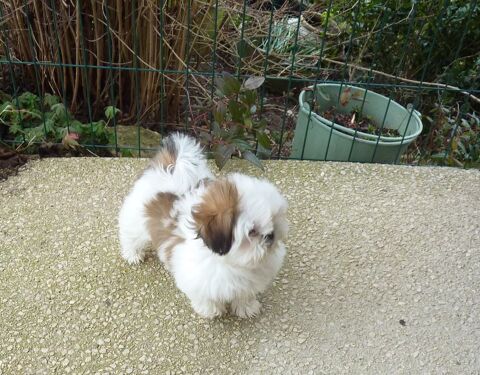 Adorable femelle Shih tzu 1000 71620 Damerey