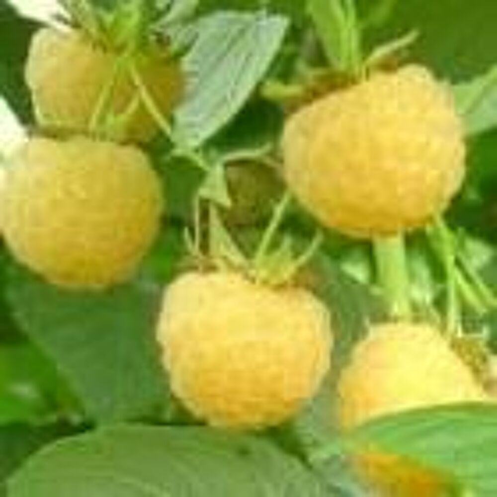 2 plants de framboisiers jaunes
Jardin