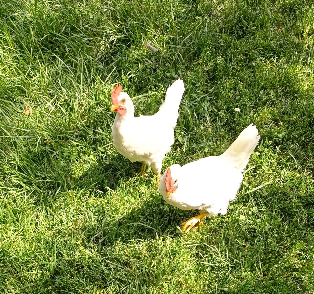   Coq azur.  