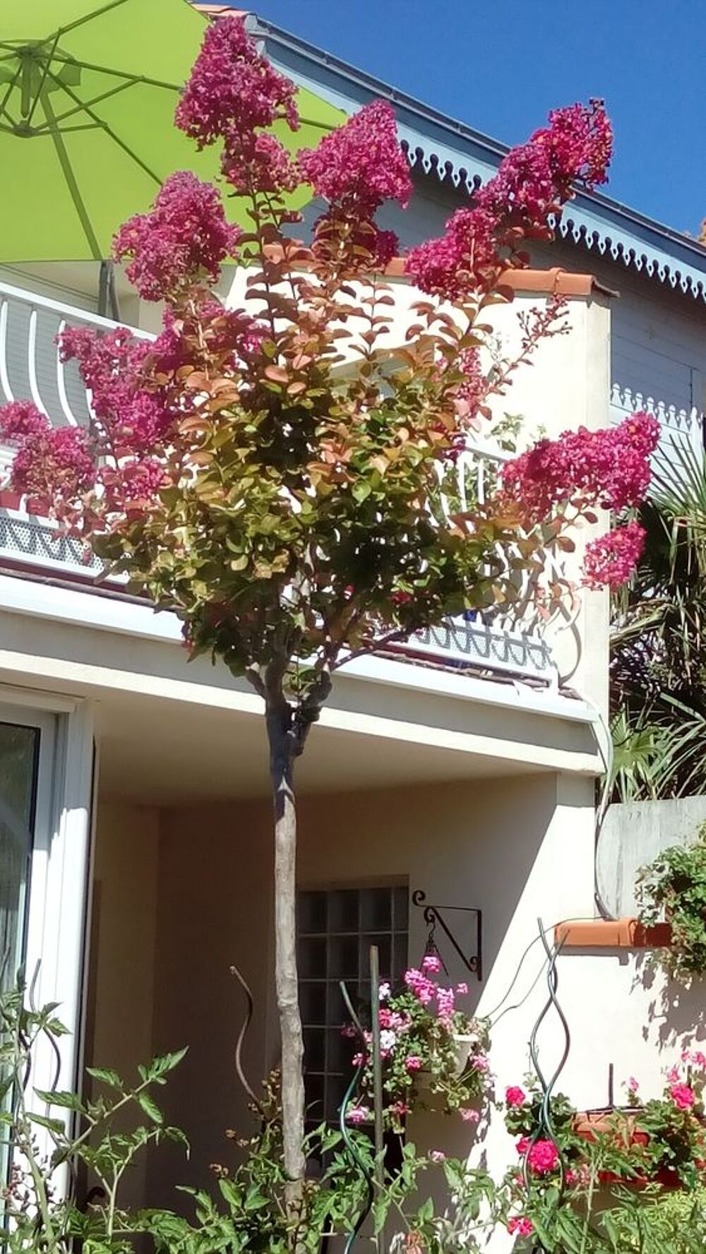 Lilas des Indes (lagestro&eacute;mia) Jardin
