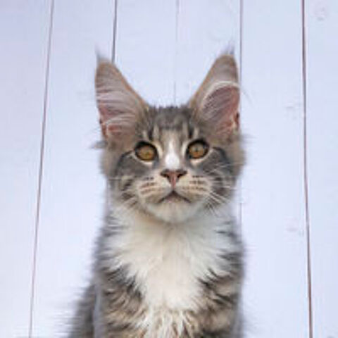   Chaton Maine Coon disponible - LOOF 