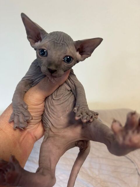 femelle sphinx enti&egrave;re 1480 26300 Bourg-de-p�age