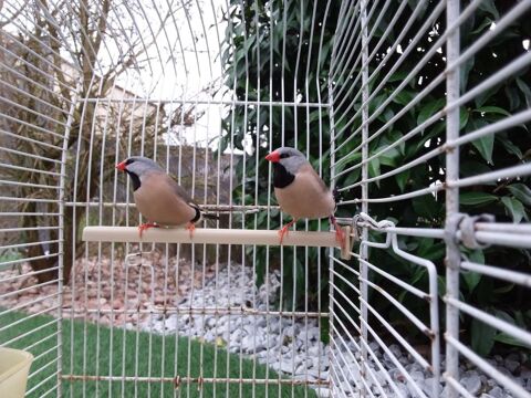 diamant  bavette 40 85640 Mouchamps