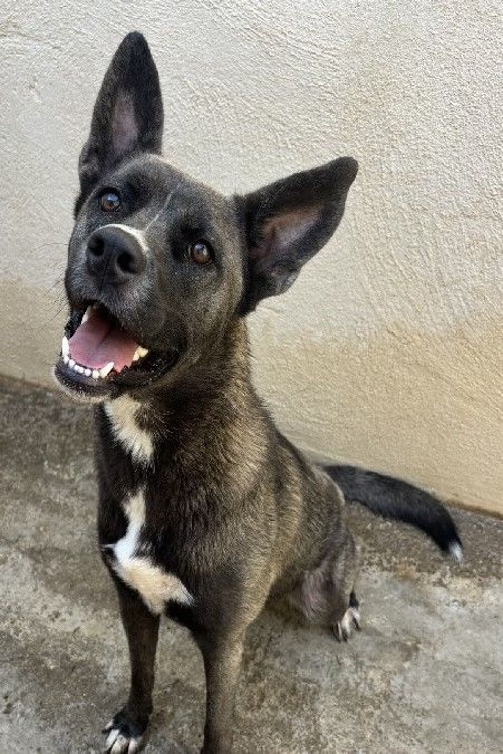   BAKLAVA, chienne type cane corso, 1 an  