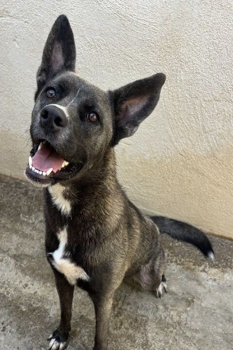 BAKLAVA, chienne type cane corso, 1 an 220 34500 Béziers