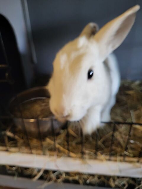 LAPINS NAINS ANGORA et POILS RAZ....... 20 79000 Niort