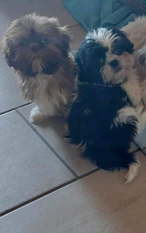 Shih tzu 800 86220 Les ormes