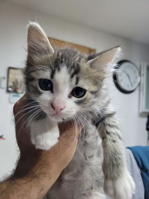 Chatons poils longs, maman Chantilly-Tiffany, sevr&eacute;s propres 0 83300 Draguignan