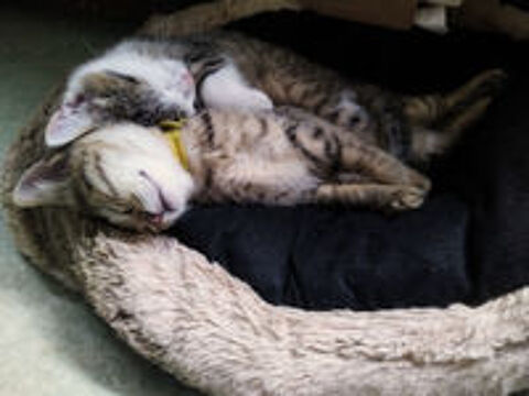   Chatons Val d'Oise 