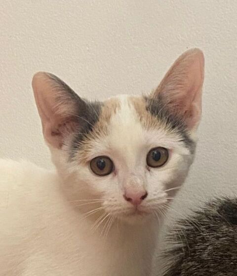 LINA 180 95610 ragny