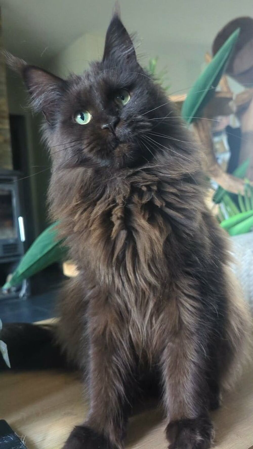   Adorable femelle Maine Coon Loof  