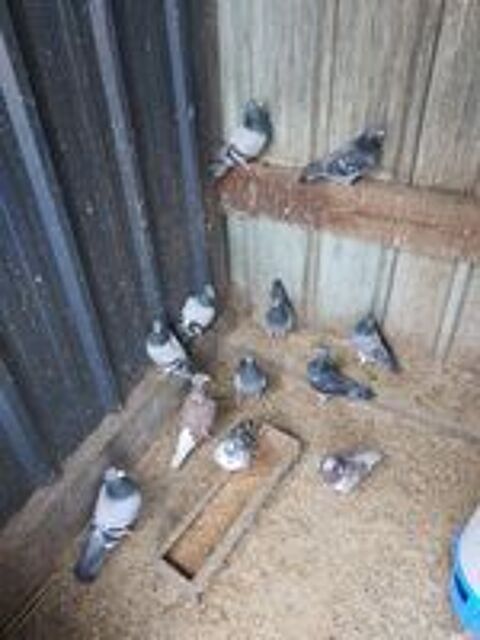   Pigeons voyageurs 