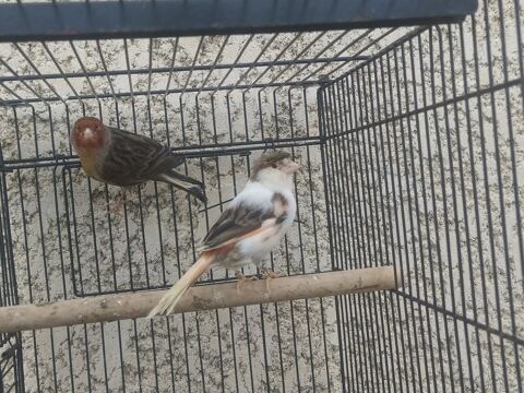 Canaris 50 81370 Saint-sulpice