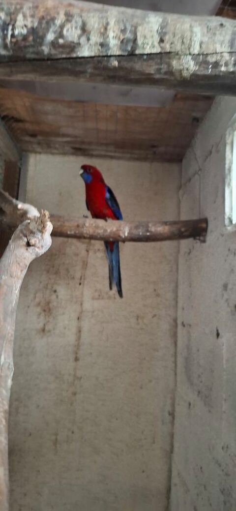 Perruche de pennant 60 91120 Palaiseau