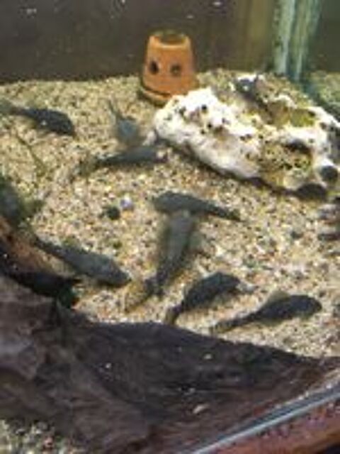   Ancistrus 