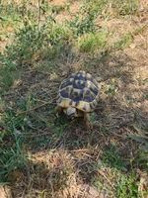   Tortue de terre femelle 