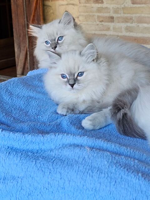 vends chatons ragdolls 900 31530 Bellegarde-sainte-marie