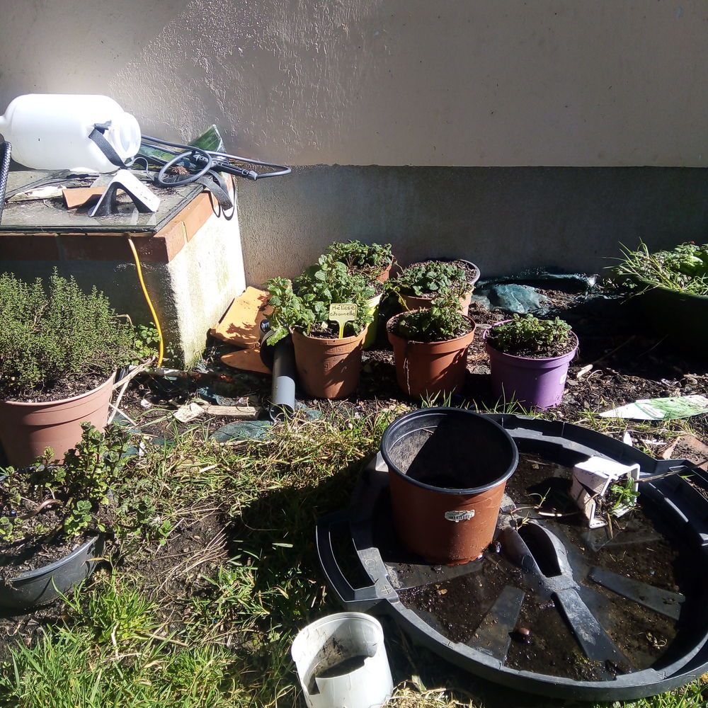 Plantes aromatiques. Jardin