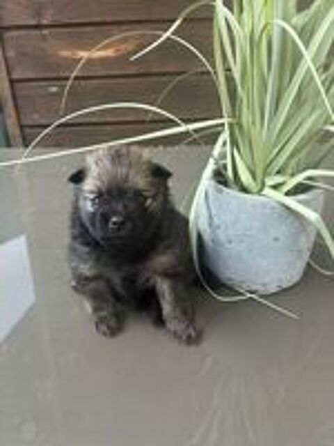   5 magnifiques Spitz nains 