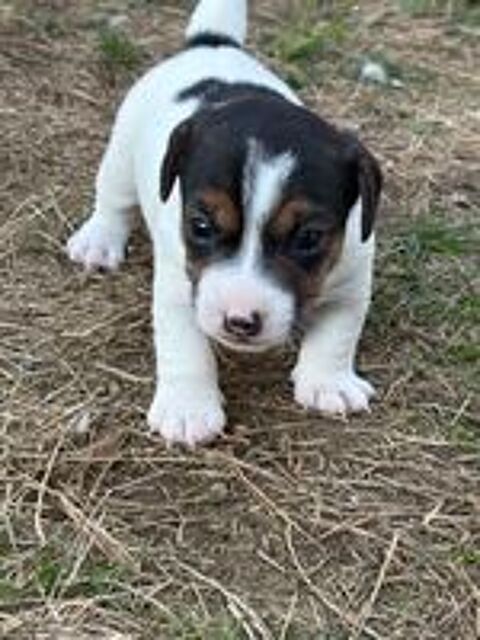   Chiots Jack Russel/Parson Terrier  