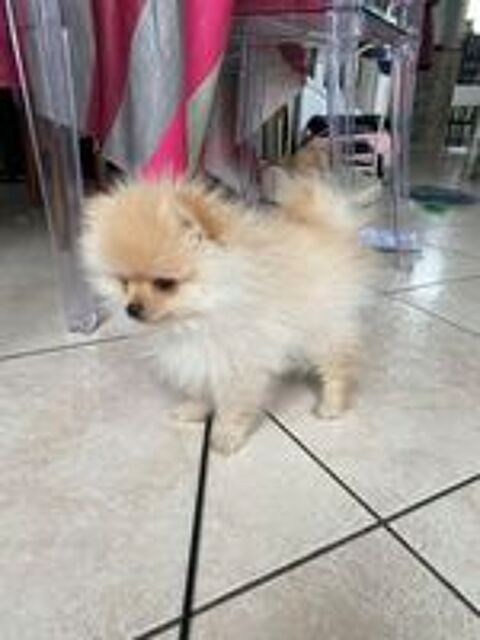   Magnifique chiot mâle spitz nain non lof  