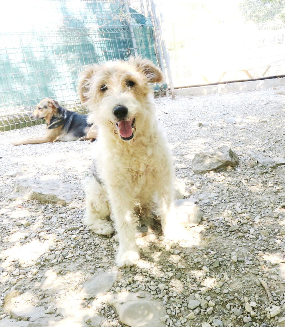   Goliath est à l'adoption! 