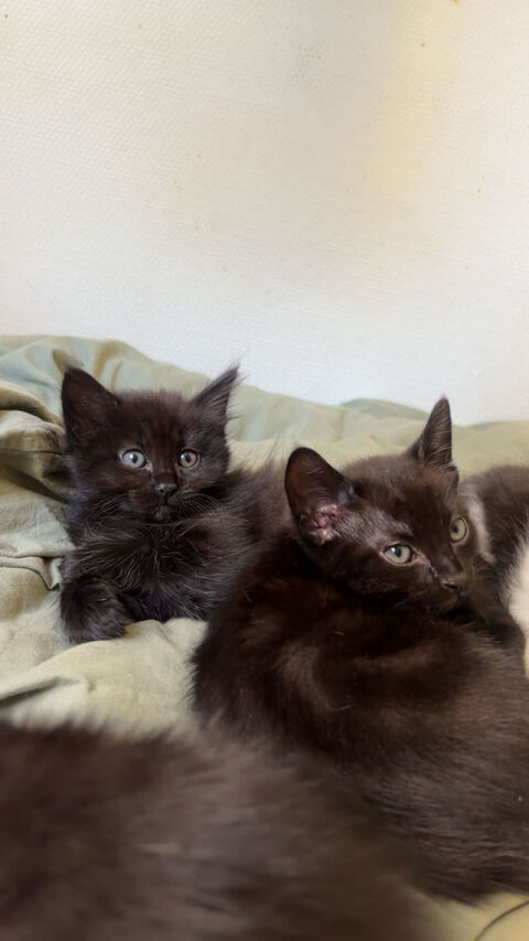 Chatons noirs 0 95210 Saint-gratien
