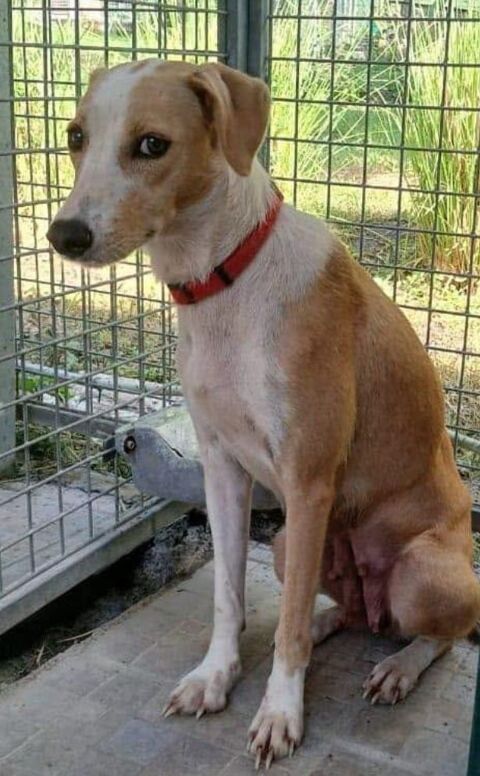 DELIA FEMELLE STÉRILISÉE 2 ANS A SAUVER DE GUADELOUPE  ADOPTION OU ACCEUIL 0 75018 Paris