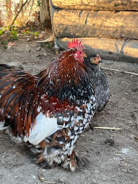 Poule de diff&eacute;rente race 1 80290 Poix-de-picardie
